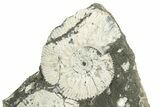 Jurassic Ammonite (Kosmoceras) Fossil - Gloucestershire, England #243479-1